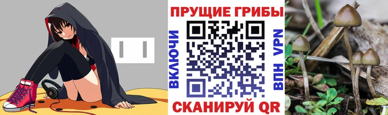 где продают наркотики  Гурьевск  маркетплейс состав  Псилоцибиновые грибы MAGIC MUSHROOMS 